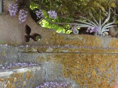 Particolare della scalinata di una villa in corso Umberto I. Il glicine � il protagonista della primavera di Santo Spirito